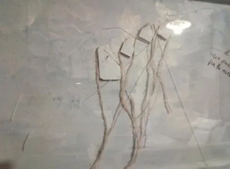 Sa Corte Nova 3* Lula